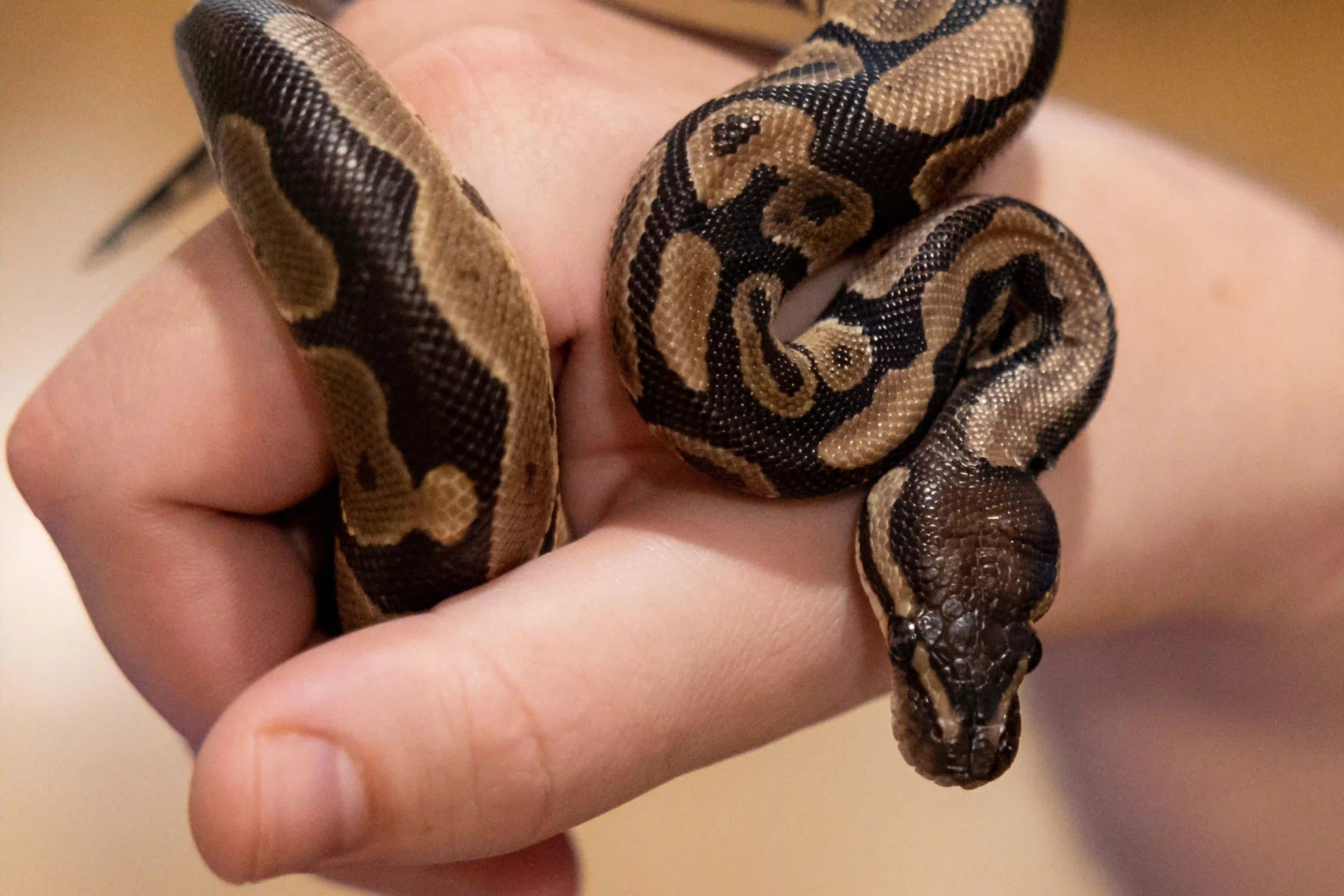 Die richtige Ernährung für Reptilien – was wirklich wichtig ist