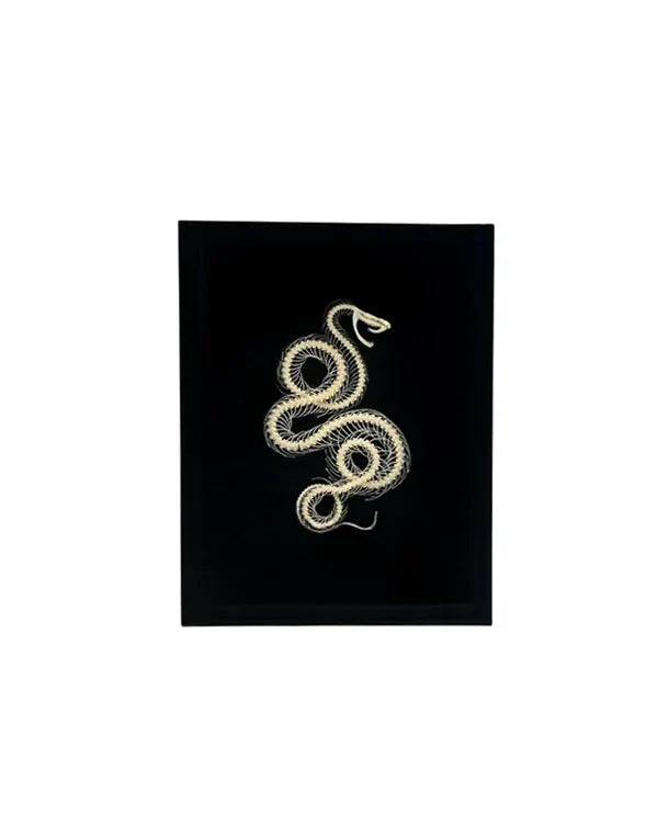 Terraristik Geschenkideen mit einzigartigen Echtpräparaten und Gutscheinen bei ReptiKing GmbH