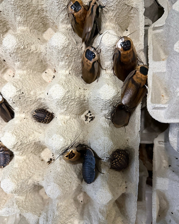 Detailansicht Argentinische Waldschabe (Blaptica dubia) – nährstoffreiches Futter von Reptiking