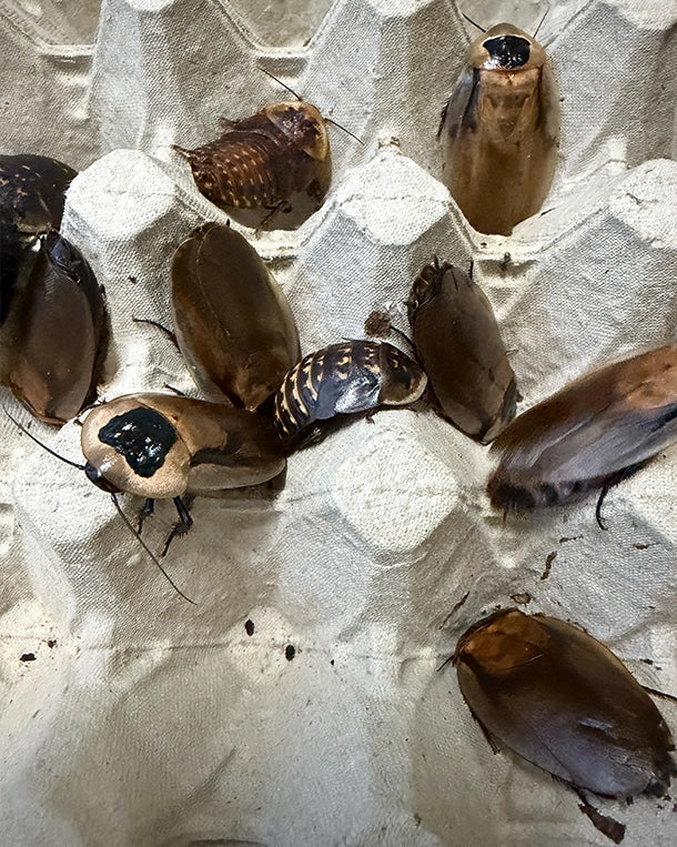 Lebende Argentinische Waldschaben (Blaptica dubia) als Reptilienfutter von Reptiking
