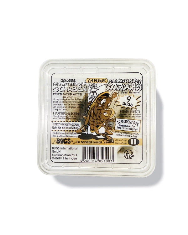 Argentinische Waldschaben (Blaptica dubia) als hochwertiges Reptiking Futterinsekt Dose