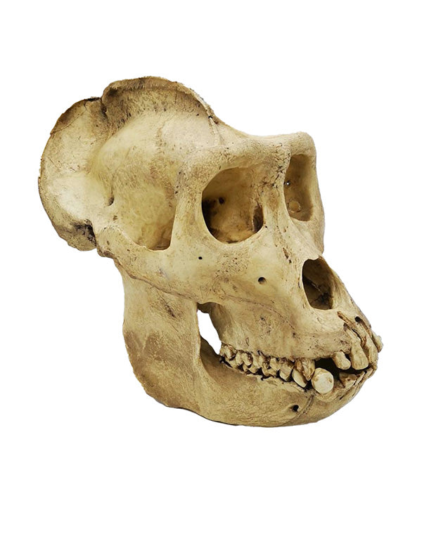 SWISSskulls Gorilla-Schädel als Terrariendekoration im Jungle-Style