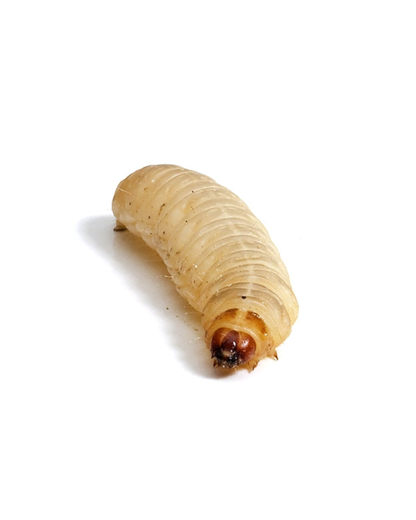 Reptiking Wachsmaden (Galleria mellonella) in Frischverpackung