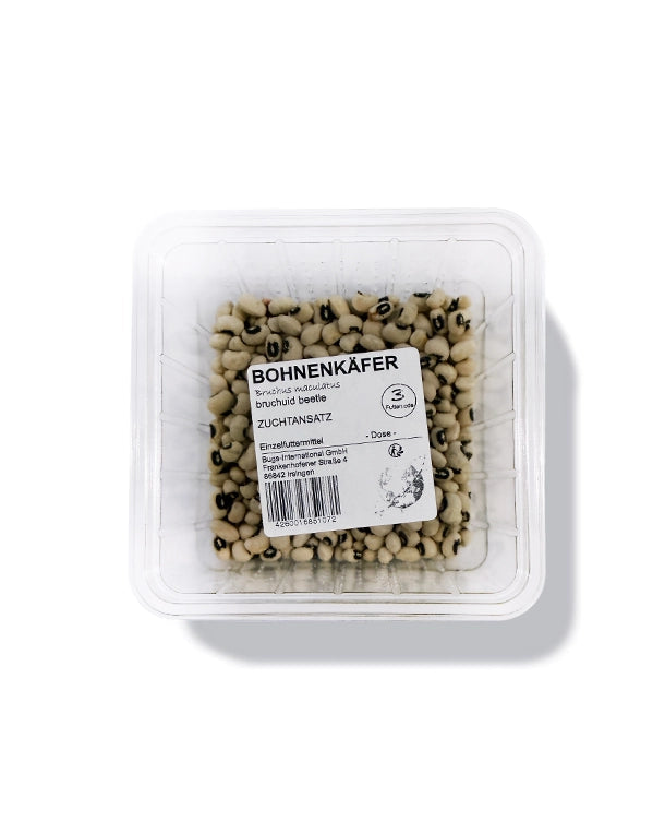 Bohnenkäfer (Acanthoscelides obtectus) als lebende Futterinsekten von Reptiking