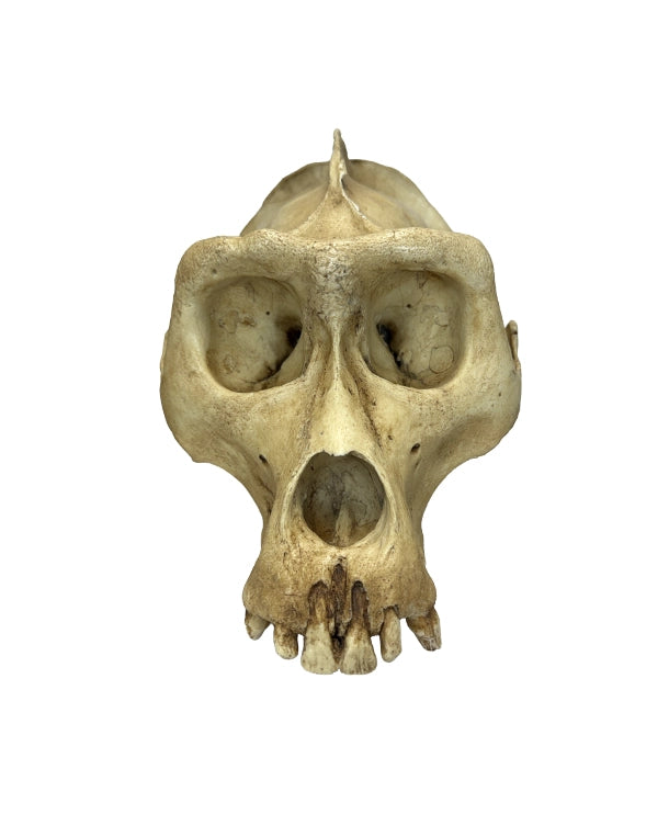 SWISSskulls Gorilla-Schädel als Terrariendekoration im Jungle-Style