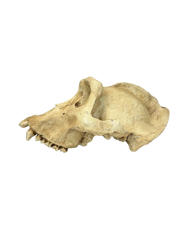 SWISSskulls Gorilla-Schädel als Terraristik dekoration im Jungle-Style