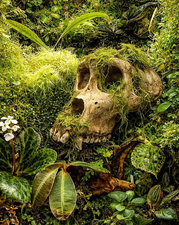 SWISSskulls Gorilla-Schädel als Terrariendekoration im Jungle-Style