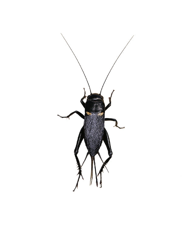 Ausgewachsene Mittelmeergrille (Gryllus bimaculatus) – nährstoffreiches Reptilienfutter von Reptiking