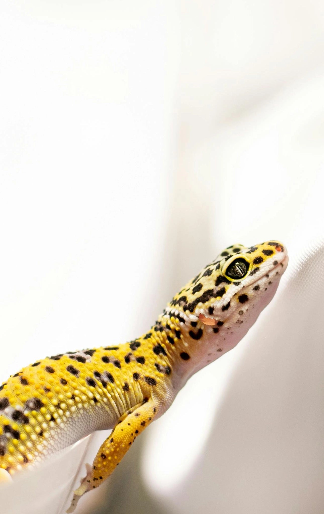 Naturnah gestaltetes Terrarium für Reptilien