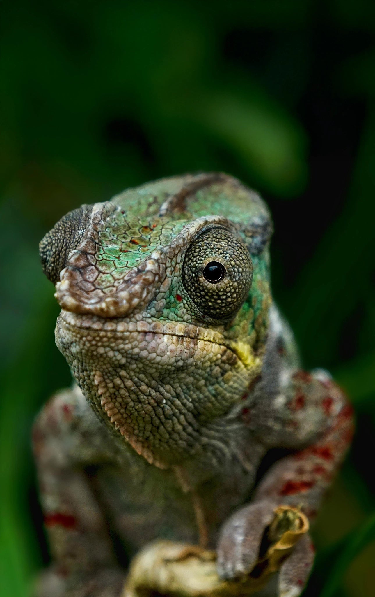 Reptiking Mobile Chamäleon