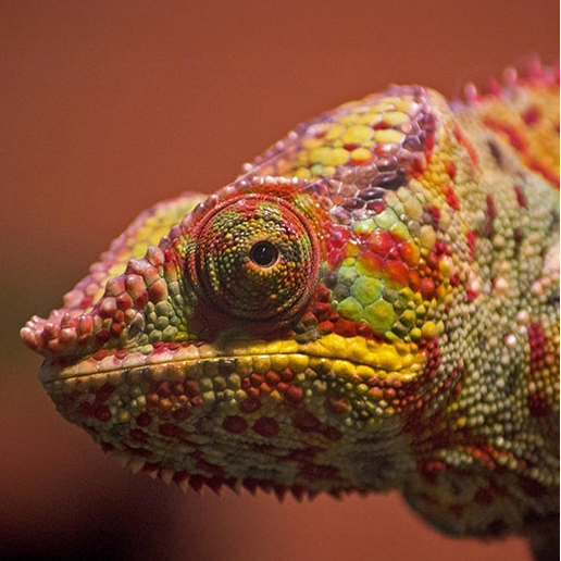 ReptiKing GmbH – spezialisiert auf den Handel mit Terraristik. Bei uns findest du alles rund um Reptilien und Amphibien, inklusive Einrichtung, Zubehör und Futter.