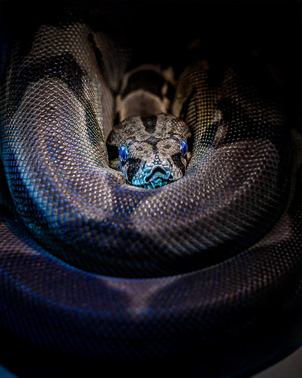 ReptiKing GmbH – spezialisiert auf den Handel mit Terraristik. Bei uns findest du alles rund um Reptilien und Amphibien, inklusive Einrichtung, Zubehör und Futter.