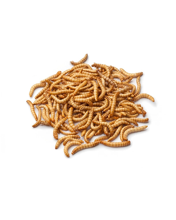 Große Mehlwürmer Lebendfutter für Reptilien und Vögel