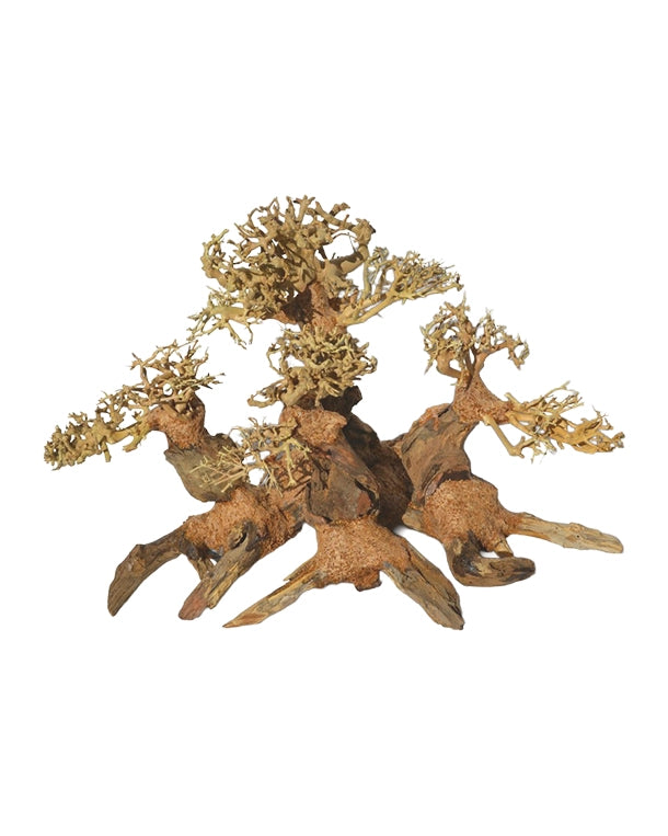 Nano Wald-Bonsai Unikat als natürliche Terrarien-Dekoration – Lieferung exakt wie abgebildet.