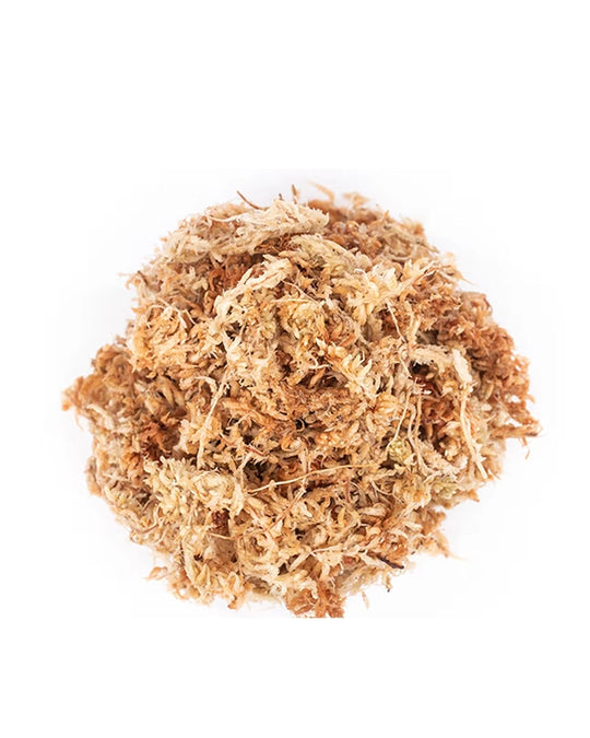 New Zealand Sphagnum Moos für Terrarien und Pflanzen im Glas