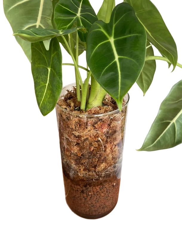 New Zealand Sphagnum Moos für Terrarien und Pflanzen im Glas