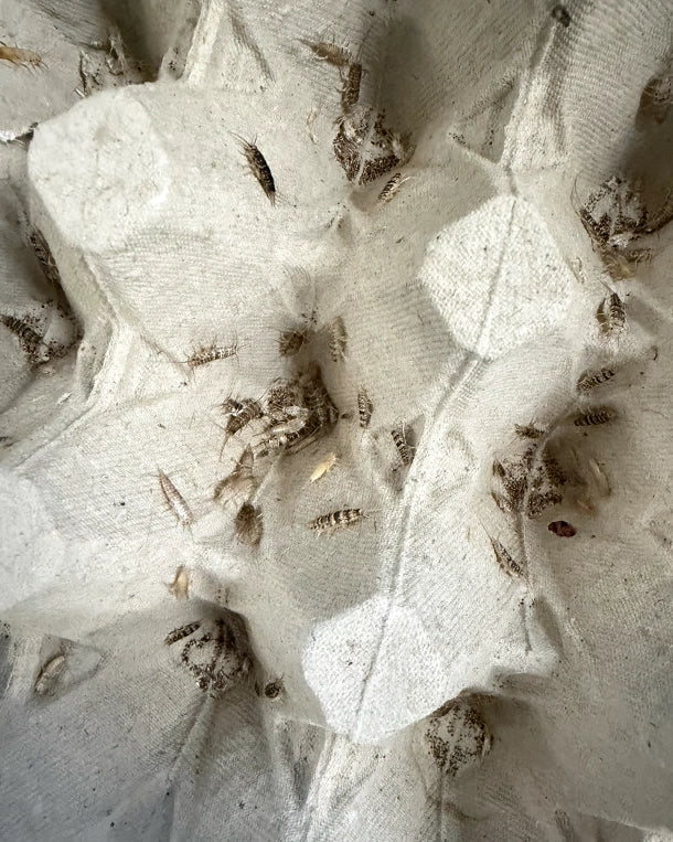 Reptiking Ofenfischchen (Thermobia domestica) in Zucht- und Haltungsbox