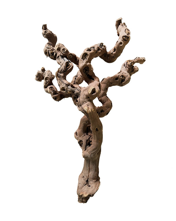 Natürlicher Rebstock als stark verästelte Terrarien-Dekoration mit vielen Klettermöglichkeiten.