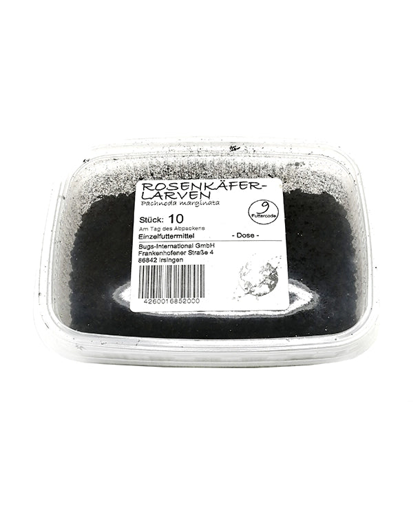 Große Rosenkäferlarven (Pachnoda sp.) als weiche Futtertiere in einer Dose mit 10 Stück.
