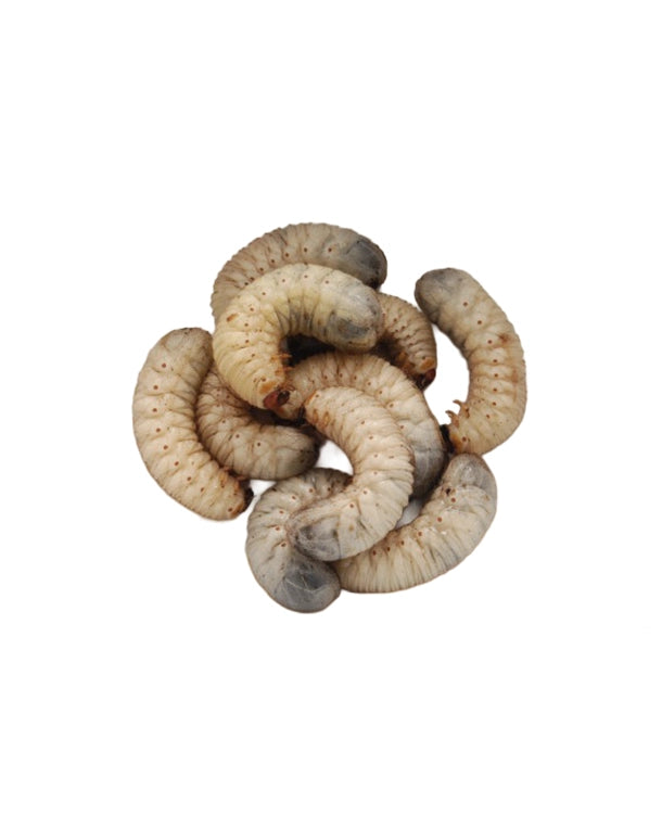 Große Rosenkäferlarven (Pachnoda sp.) als weiche Futtertiere in einer Dose mit 10 Stück.