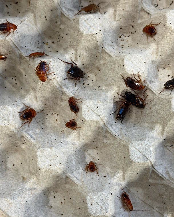 Detailansicht Schokoschabe (Shelfordella lateralis) – nährstoffreiches Reptilienfutter