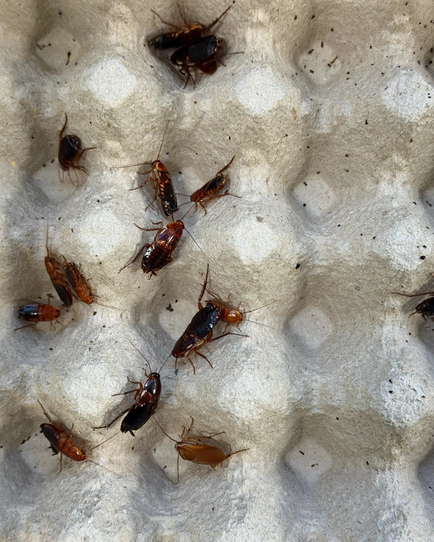 Lebende Schokoschaben (Shelfordella lateralis) zur Fütterung von Reptilien und Amphibien