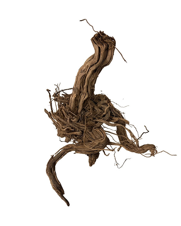 Extrem stark verästelte Spiderwood Naturwurzeln für Aquarium & Terrarium. Ideal für Aquascaping, Kletterstrukturen und naturnahe Gestaltung. Jedes Stück ein Unikat.