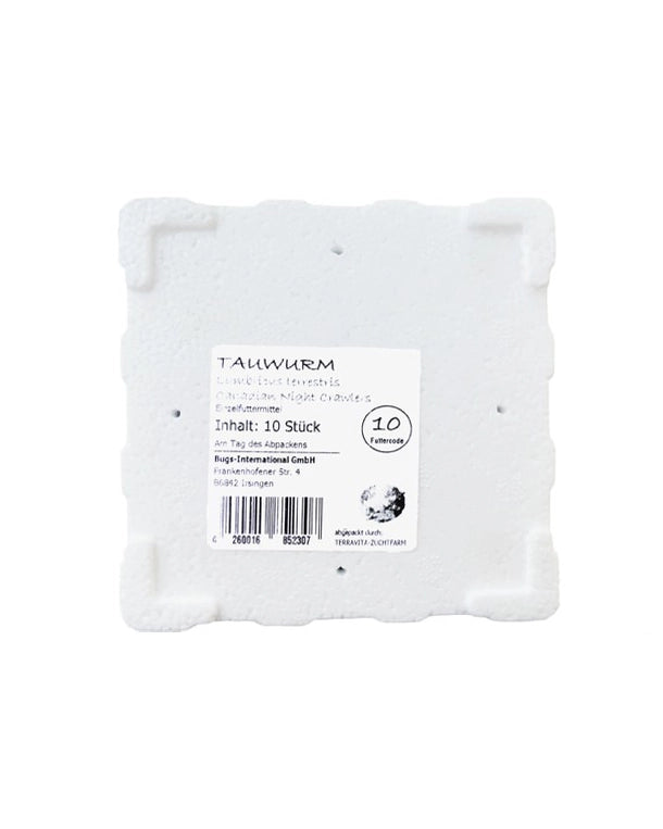 Lebende Tauwürmer (Lumbricus terrestris) als Futtertiere in einer Dose mit 10 Stück.