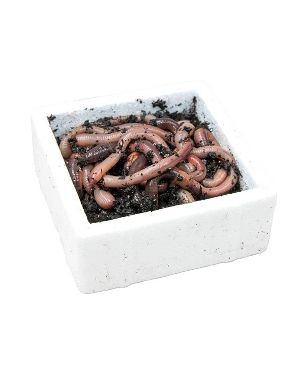 Lebende Tauwürmer (Lumbricus terrestris) als Futtertiere in einer Dose mit 10 Stück.