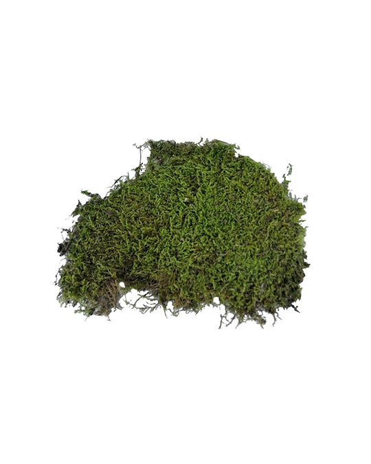 Natürliches Vivarium Moos für Terrarien zur Erhöhung der Luftfeuchtigkeit und Dekoration