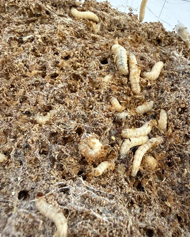 Detailansicht Wachsmade (Galleria mellonella) – fettreiches Reptilienfutter