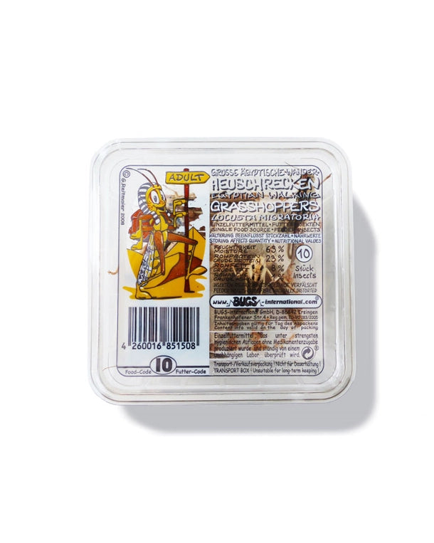 Wanderheuschrecken Adult Dose Lebendfutter für Reptilien