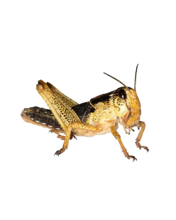Wanderheuschrecken Subadult Lebendfutter für Reptilien