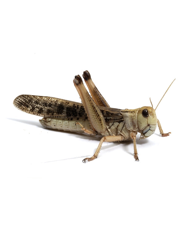Wanderheuschrecken Adult Lebendfutter für Reptilien