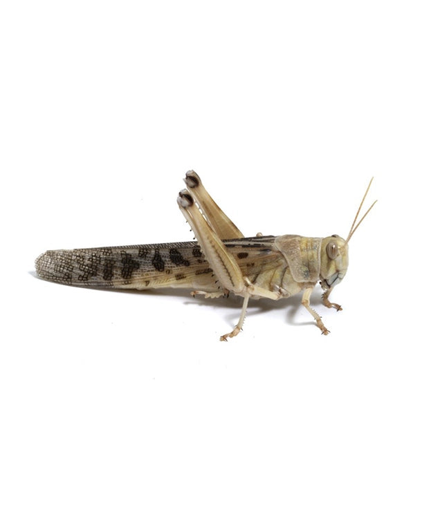 Wüstenheuschrecken Adult Lebendfutter für Reptilien