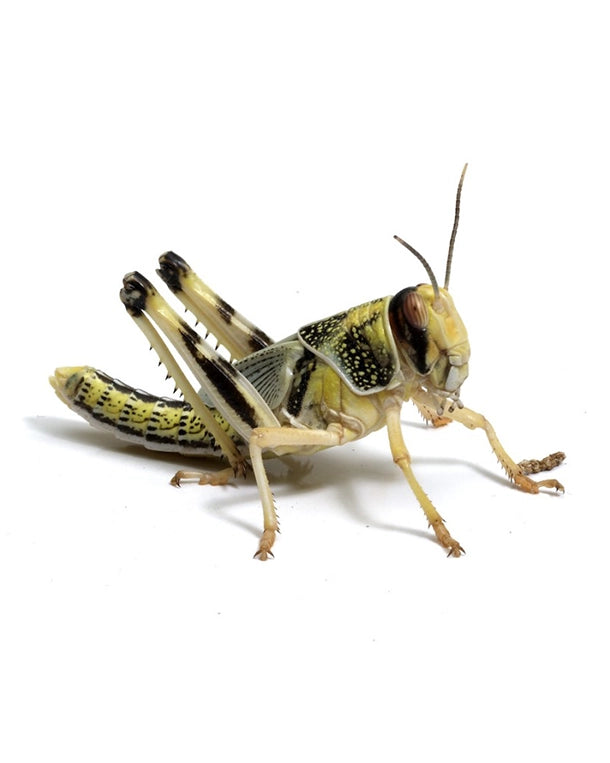 Wüstenheuschrecken Mittel Lebendfutter für Reptilien