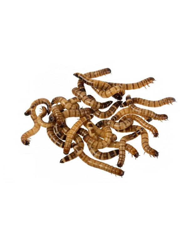 Zophobas morio Riesenmehlwürmer Lebendfutter für Reptilien kaufen bei Reptiking